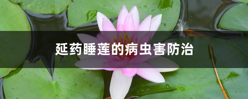 延藥睡蓮的病蟲害防治 延藥睡蓮的病蟲害防治