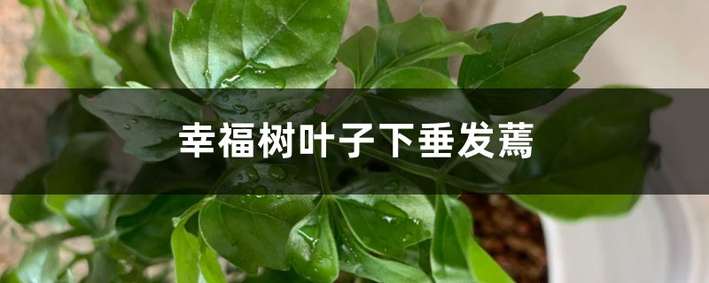 幸福樹葉子下垂發(fā)蔫是怎么回事，葉子干枯怎么回事
