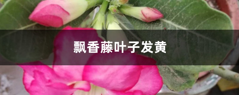 飄香藤黃葉的原因和處理辦法 飄香藤黃葉的原因和處理辦法