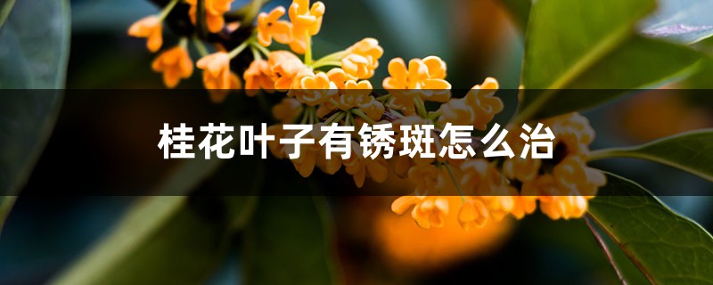 桂花葉子有銹斑怎么治，干枯怎么急救
