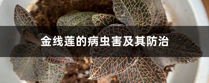 金線蓮的病蟲害及其防治 金線蓮的病蟲害及其防治