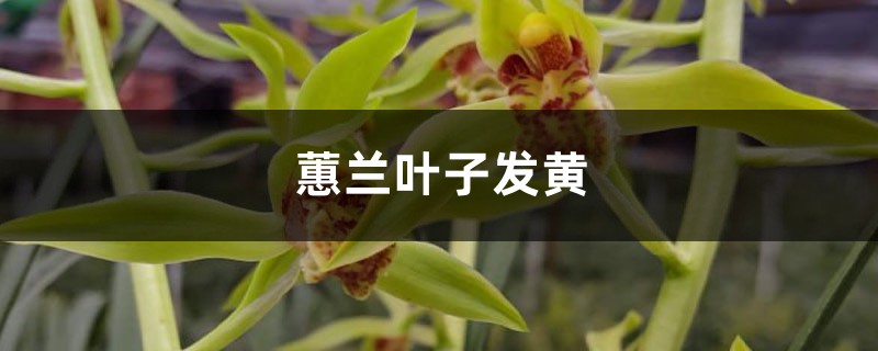 蕙蘭黃葉的原因和處理辦法 蕙蘭黃葉的原因和處理辦法