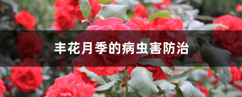 豐花月季的病蟲害防治 豐花月季的病蟲害防治