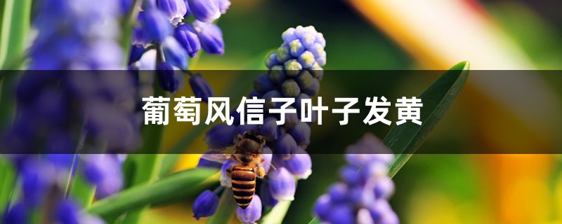 葡萄風信子黃葉的原因和處理辦法 葡萄風信子黃葉的原因和處理辦法