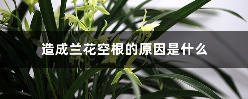 造成蘭花空根的原因是什么，如何挽救空根蘭花