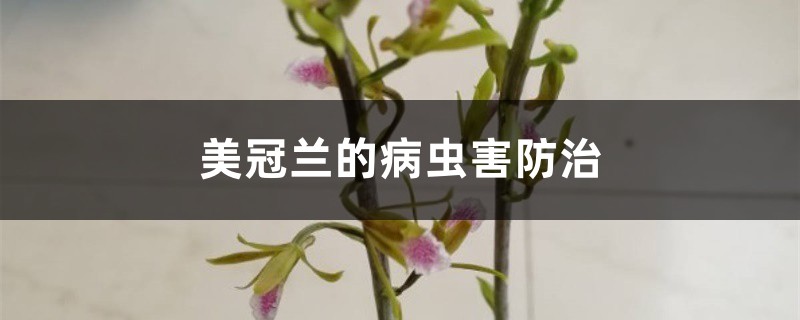 美冠蘭的病蟲害防治 美冠蘭的病蟲害防治