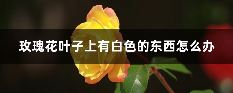 玫瑰花葉子上有白色的東西怎么辦，長白色的毛是怎么回事