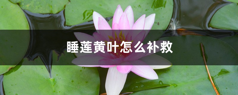 睡蓮黃葉的原因和處理辦法 睡蓮黃葉的原因和處理辦法