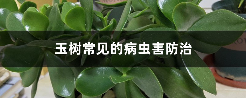 玉樹常見的病蟲害防治 玉樹常見的病蟲害防治