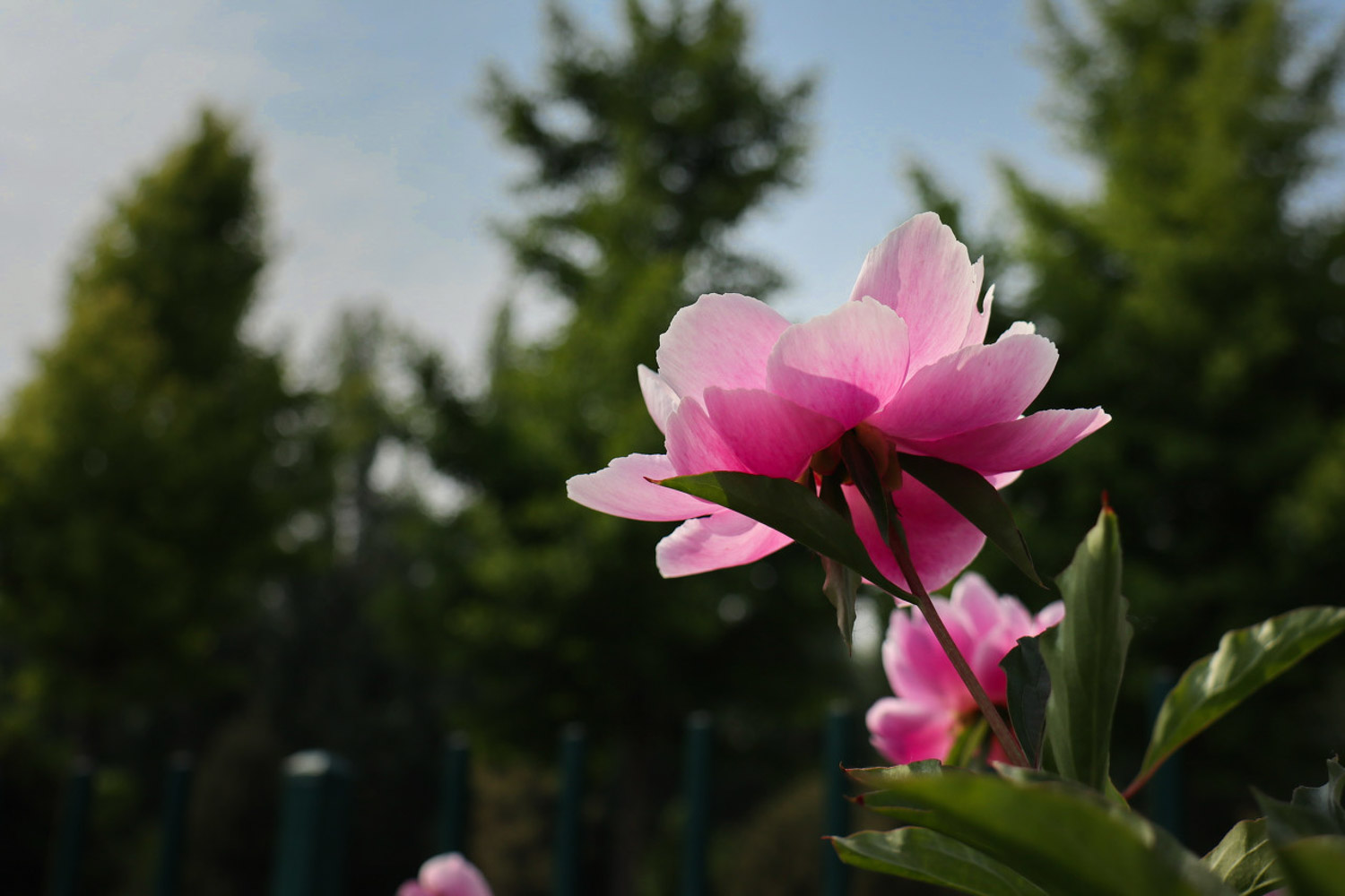 賀州適合養(yǎng)什么花，市花和市樹(shù)是什么