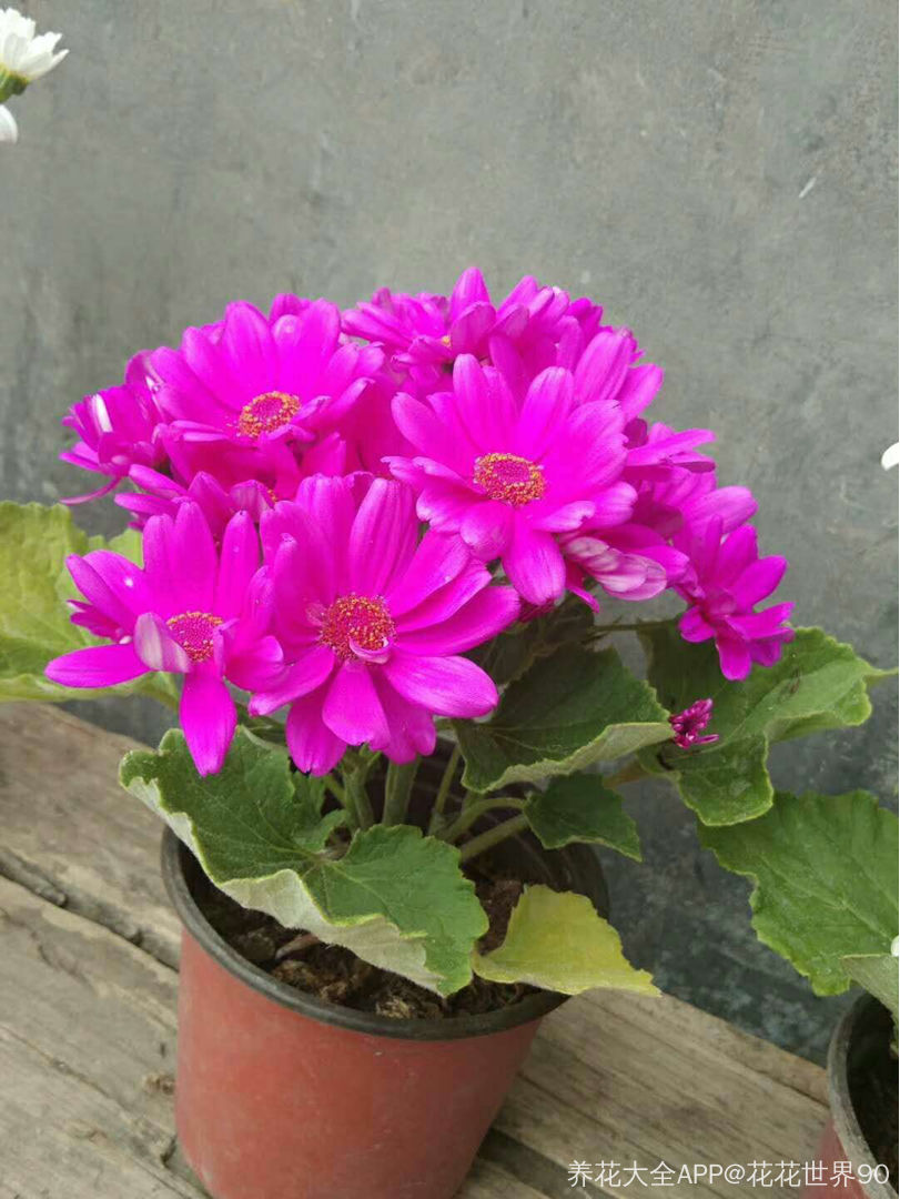 爪葉菊圖片
