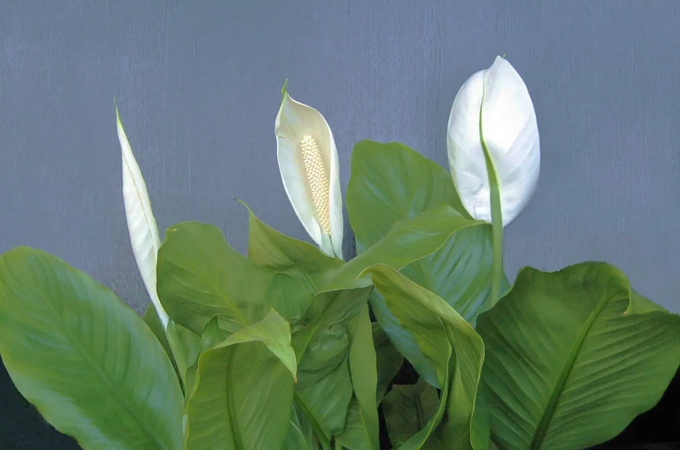 白鶴芋適合送誰(shuí)？