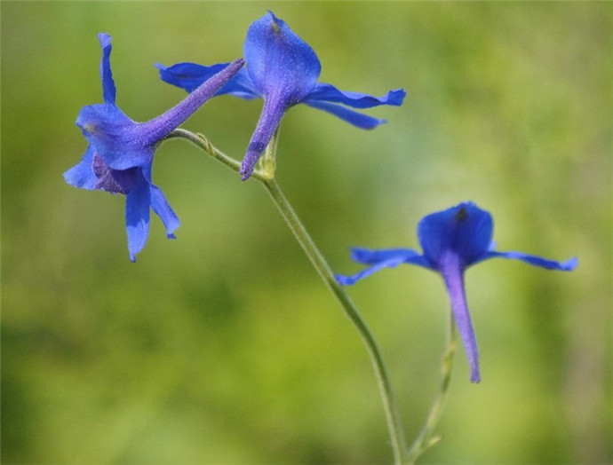 藍雀花圖片