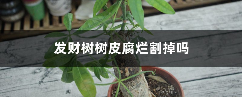 發(fā)財(cái)樹(shù)樹(shù)皮腐爛割掉嗎，樹(shù)皮沒(méi)了會(huì)自己修復(fù)嗎