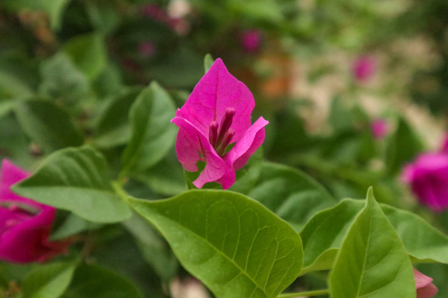 三明適合養(yǎng)什么花，市花和市樹(shù)是什么