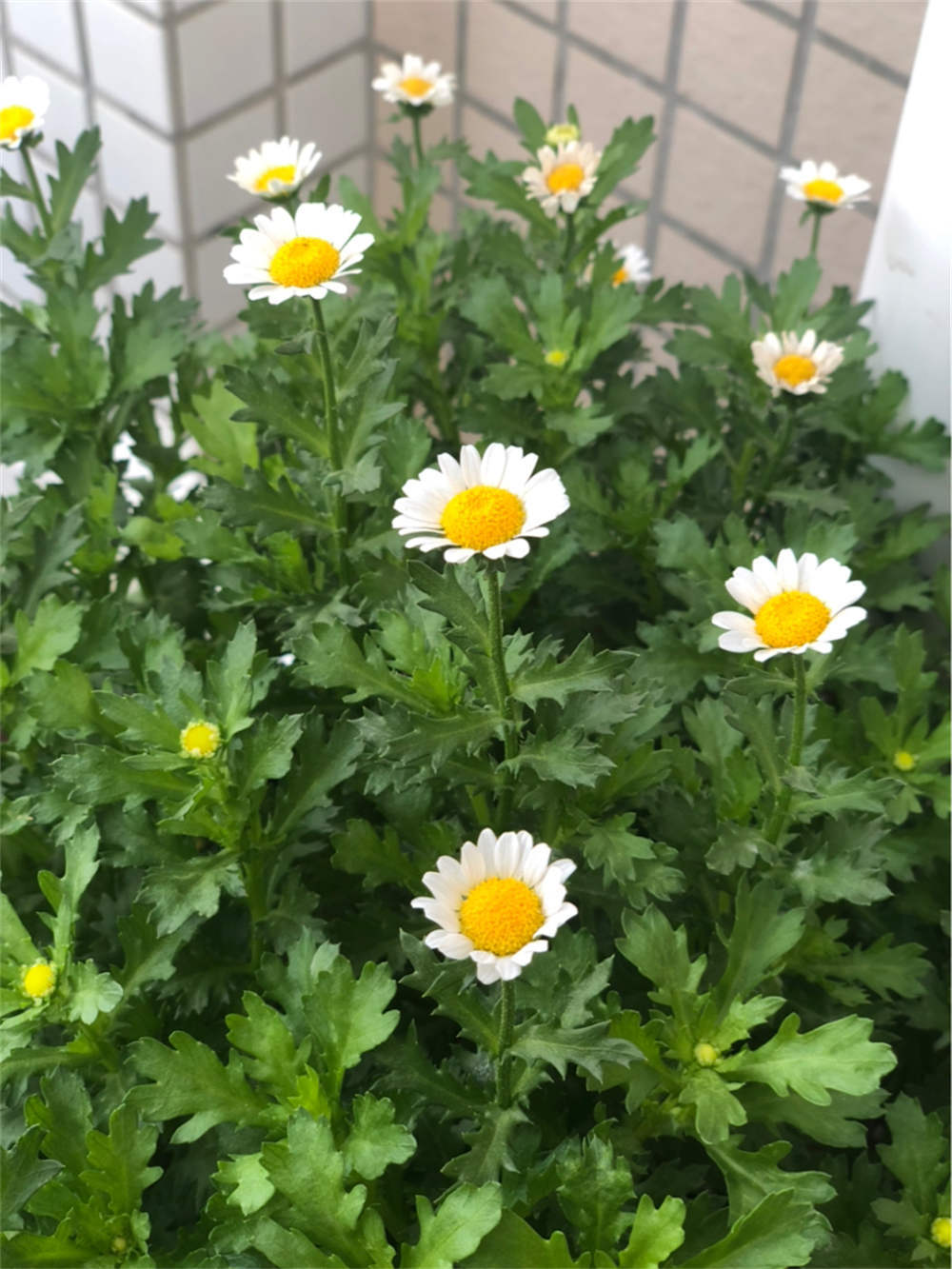 白晶菊圖片