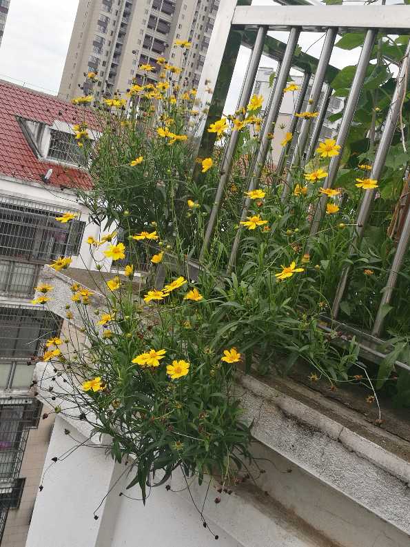 大花金雞菊圖片