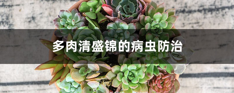 多肉清盛錦的病蟲防治 多肉清盛錦的病蟲防治