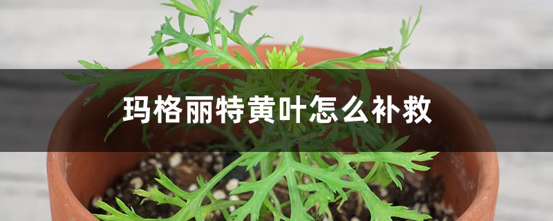 瑪格麗特黃葉的原因和處理辦法 瑪格麗特黃葉的原因和處理辦法