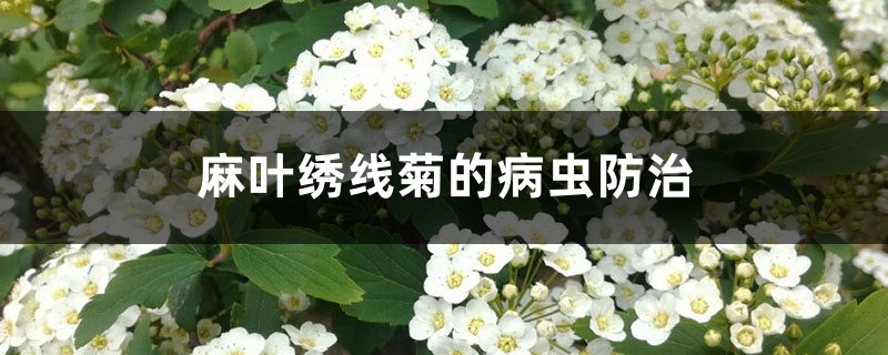 麻葉繡線菊的病蟲(chóng)防治 麻葉繡線菊的病蟲(chóng)防治