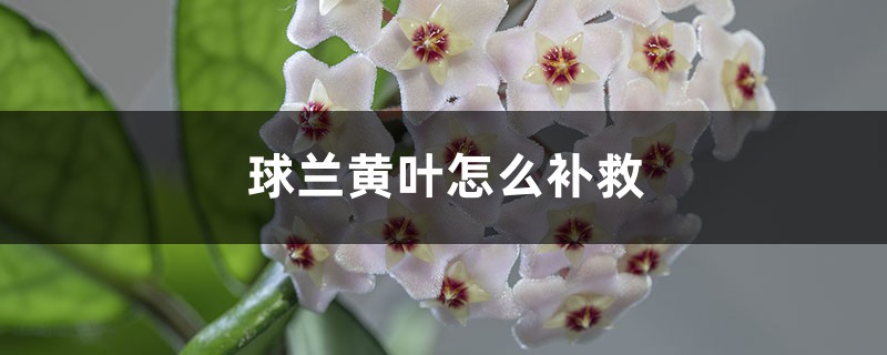 球蘭黃葉的原因和處理辦法 球蘭黃葉的原因和處理辦法