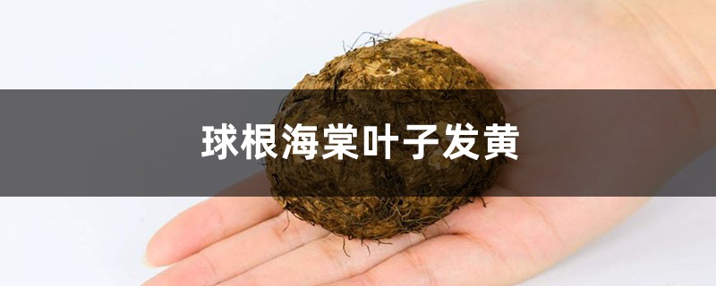 球根海棠黃葉的原因和處理辦法 球根海棠黃葉的原因和處理辦法
