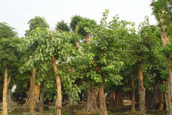 菩提樹的病蟲害防治 菩提樹的病蟲害防治