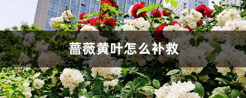 薔薇黃葉的原因和處理辦法 薔薇黃葉的原因和處理辦法