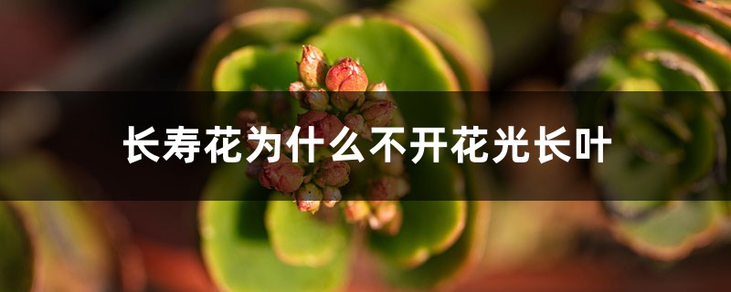 長壽花為什么不開花光長葉 長壽花為什么不開花光長葉