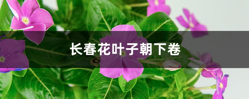 長(zhǎng)春花葉子朝下卷的原因 長(zhǎng)春花葉子朝下卷的原因