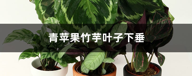 青蘋果竹芋葉子下垂怎么辦 青蘋果竹芋葉子下垂怎么辦