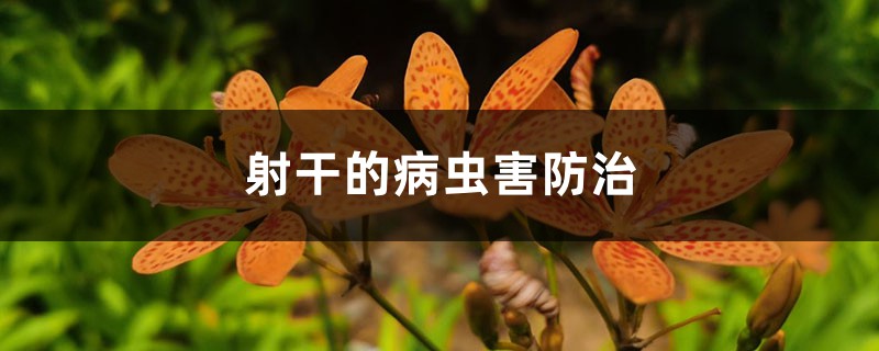 射干的病蟲害防治 射干的病蟲害防治