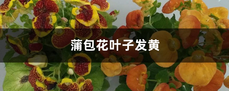 蒲包花黃葉的原因和處理辦法 蒲包花黃葉的原因和處理辦法