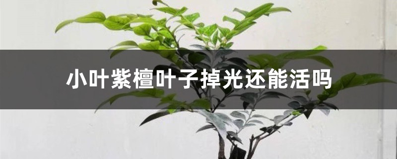 小葉紫檀葉子掉光還能活嗎 小葉紫檀葉子掉光還能活嗎
