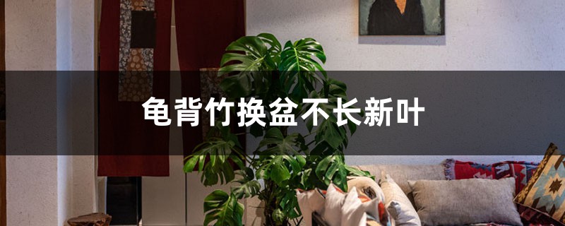 龜背竹換盆不長(zhǎng)新葉的原因 龜背竹換盆不長(zhǎng)新葉的原因