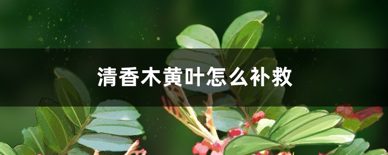 清香木黃葉的原因和處理辦法 清香木黃葉的原因和處理辦法
